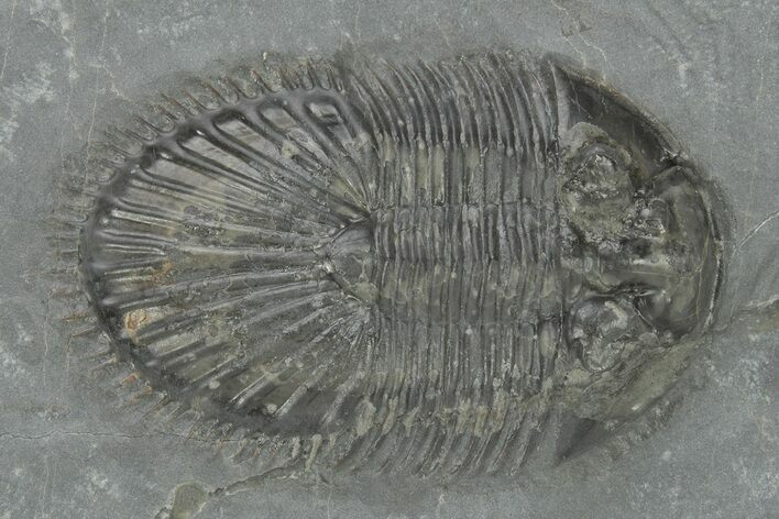 Thysanopeltis Trilobite - Boudib, Morocco #210161